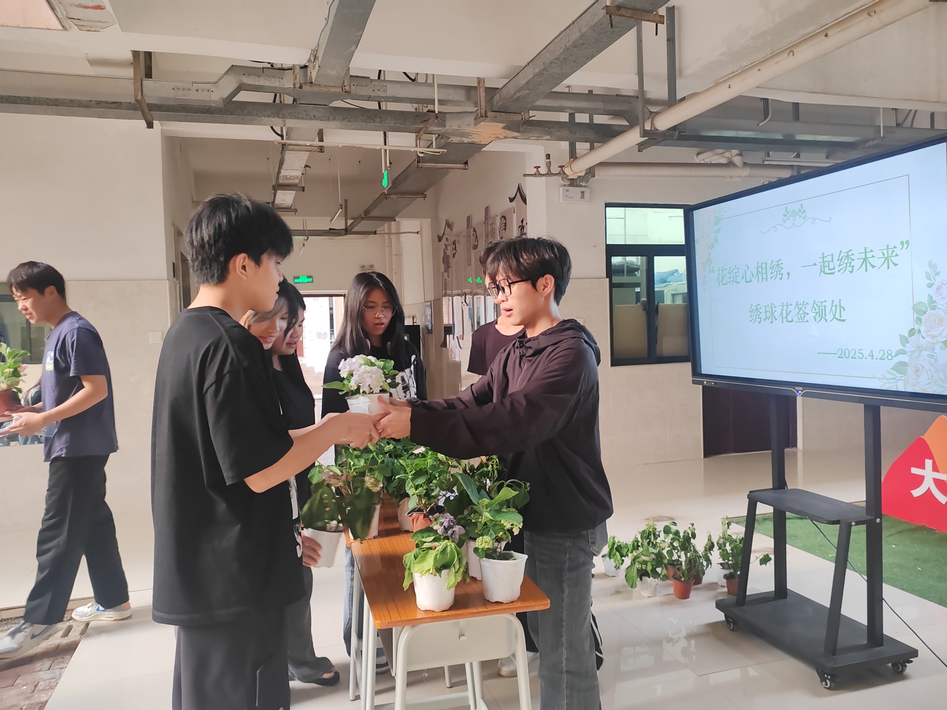 发放绣球花