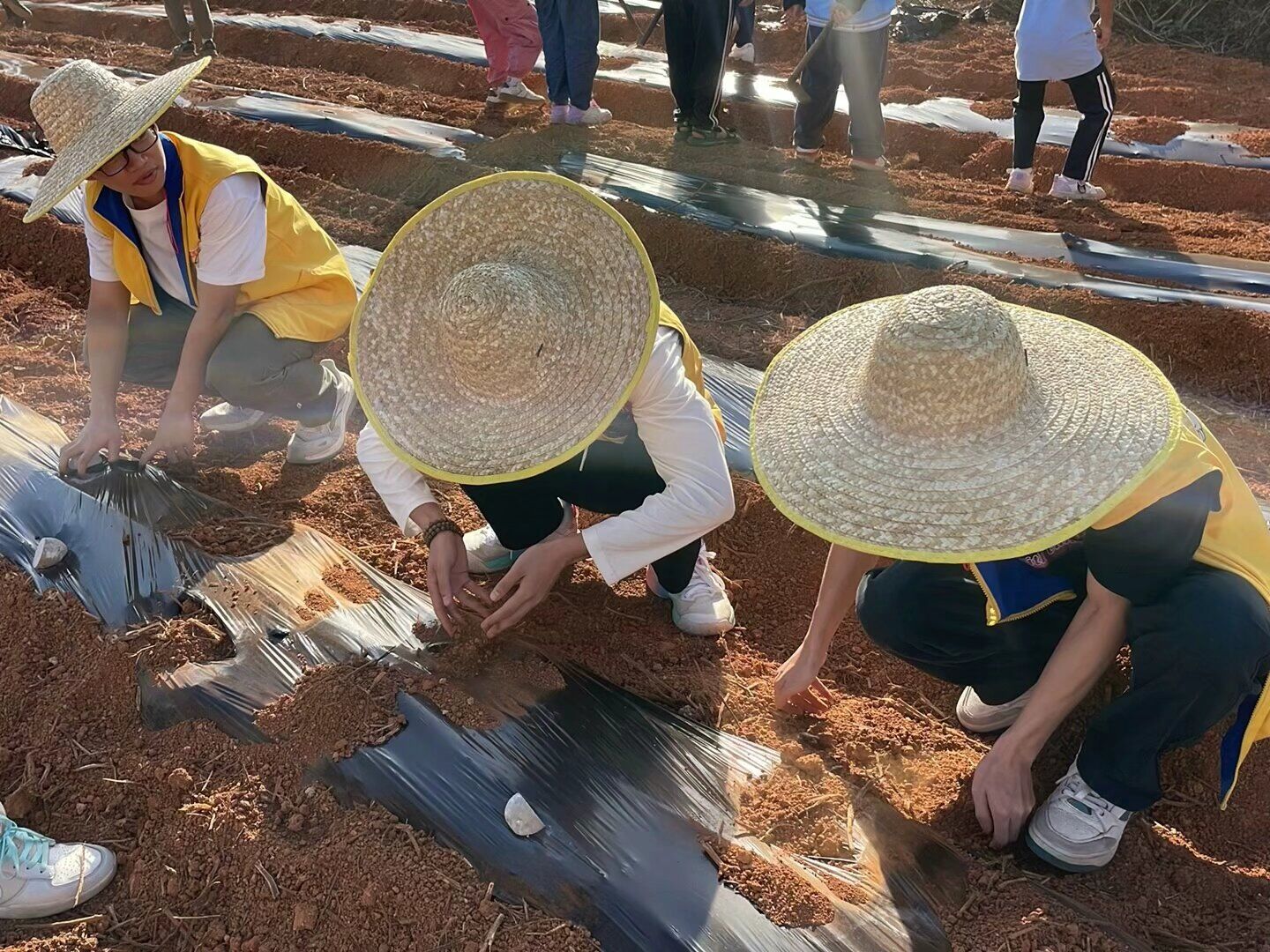 体验土豆种植